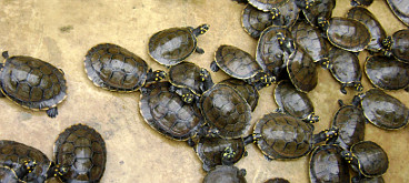Rescate de tortugas en La Pedregoza