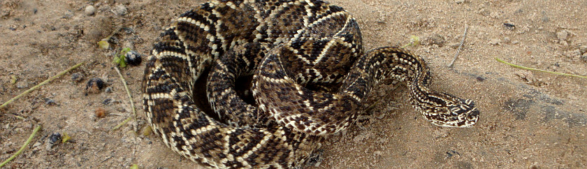 Rattlesnake at La Pedregoza