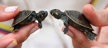 Rescate de tortugas en La Pedregoza