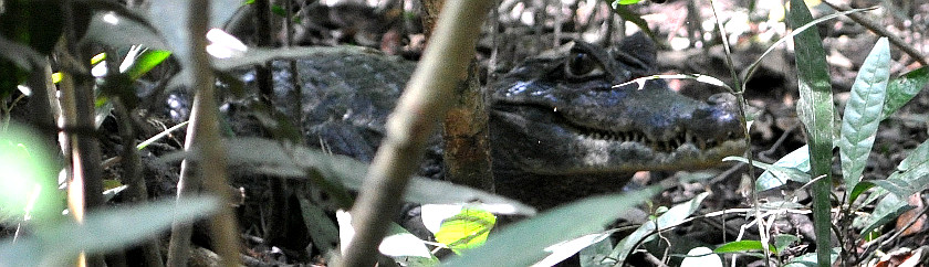La Pedregoza Caiman La Pedregoza Caiman