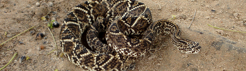 Rattlesnake at La Pedregoza Rattlesnake at La Pedregoza