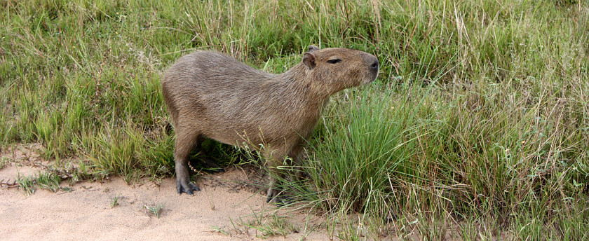 Capybara at La Pedregoza