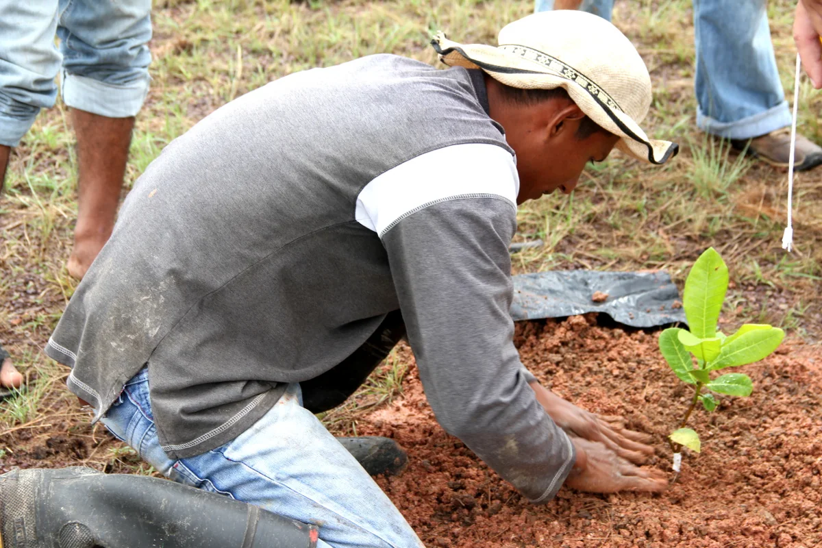 Planting a cashew tree at La Pedregoza