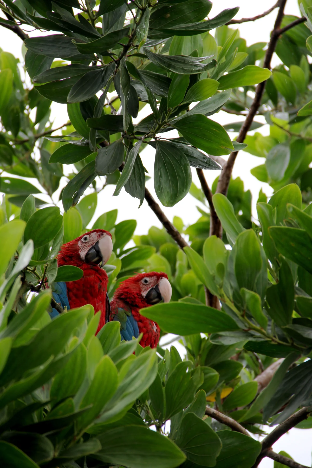 Macaw · Forest canopy