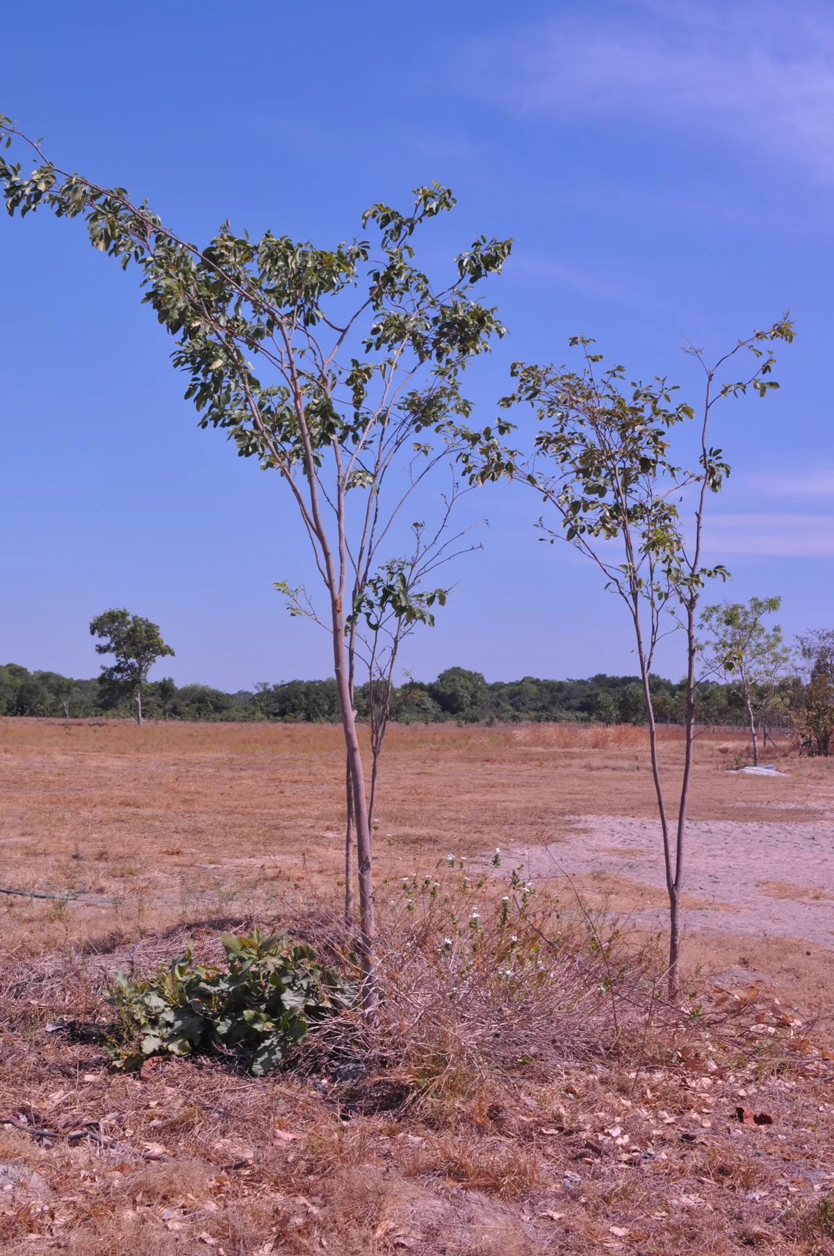 The dry season