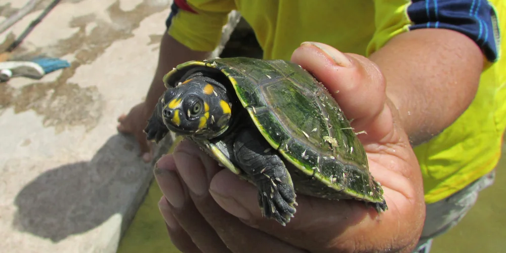 Turtle held during conservation work