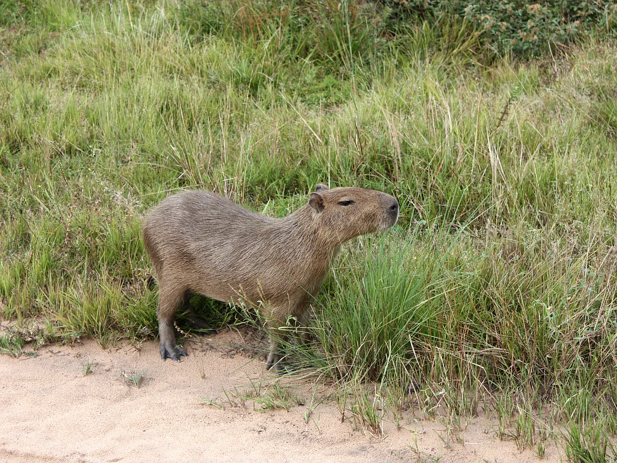 Capybara · Savannah