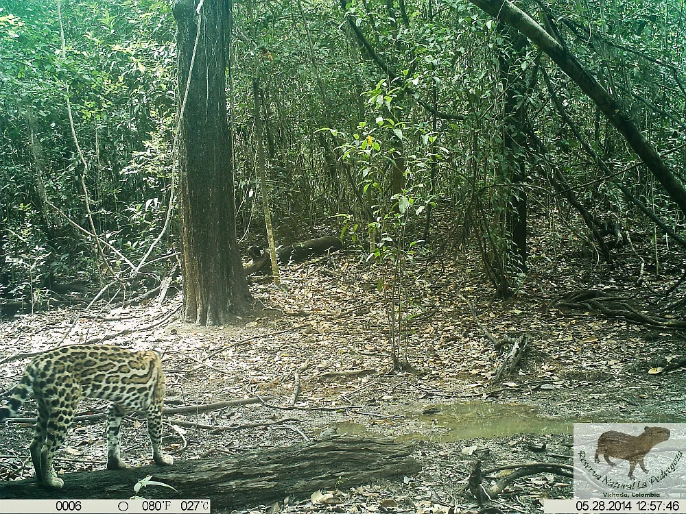 Ocelot · Camera trap
