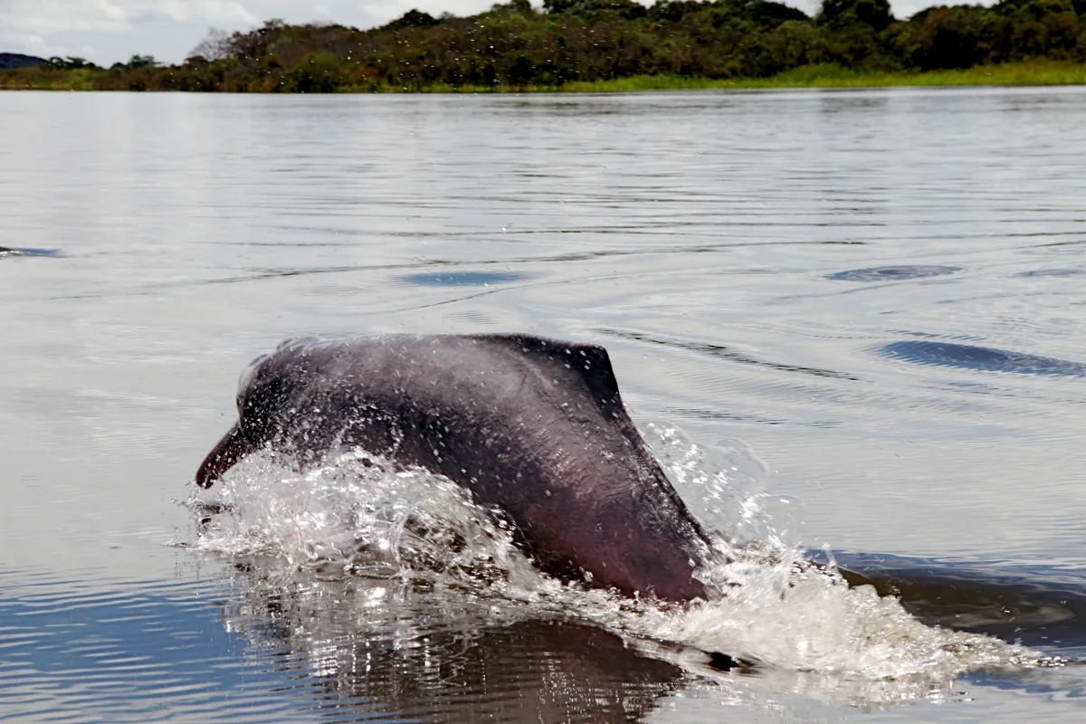 River dolphin · Río Bita