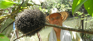 Esponja de agua dulce (Drulia uruguayensis)