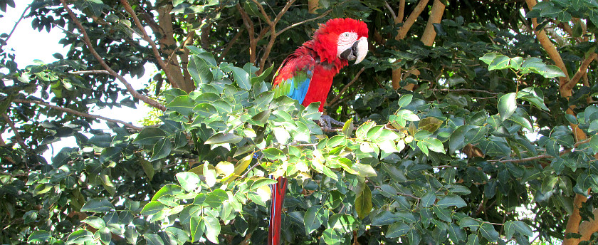 Red-and-Green Macaw at La Pedregoza